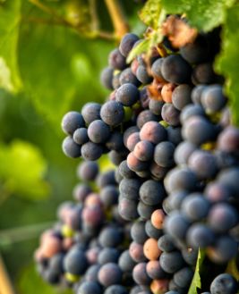 Visites & Gastronomie