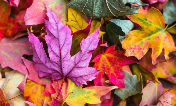 S&eacute;jour en h&eacute;bergement insolite en automne